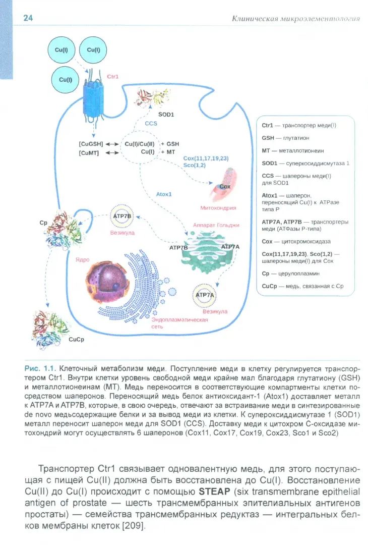 Клиническая микроэлементология