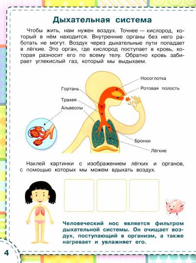 ПДШН Тело человека. Книжка с многоразовыми наклейками