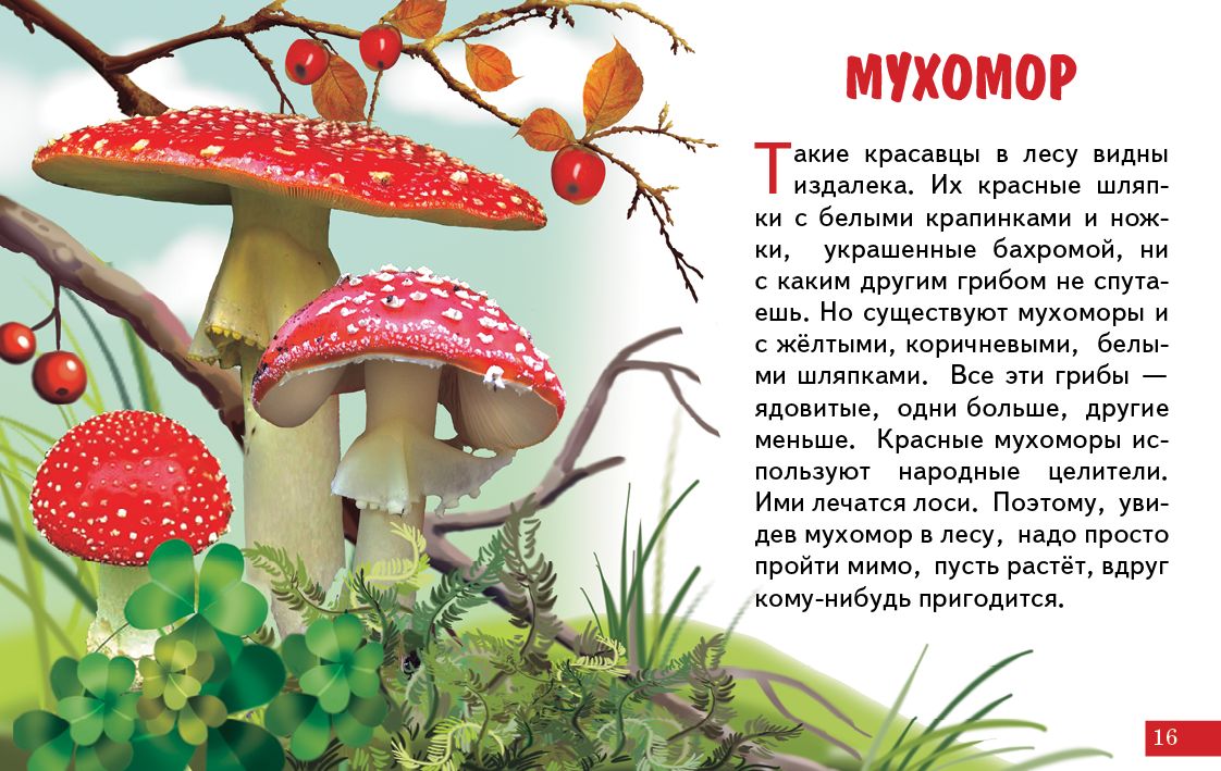 Карточки (европодвес). Грибы ; Карточки (европодвес). Грибы
