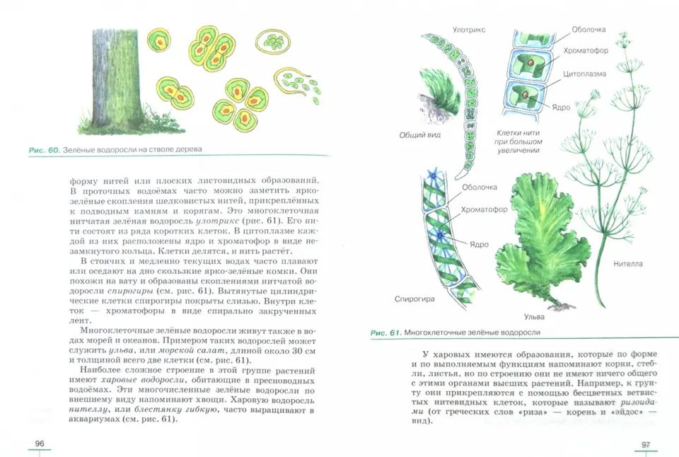 Пасечник. Биология. 5 кл. Бактерии, грибы, растения. Учебник. ВЕРТИКАЛЬ. (ФГОС).