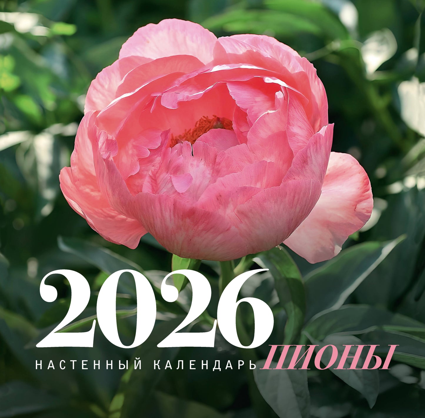 Пионы. Настенный календарь на 2026 год