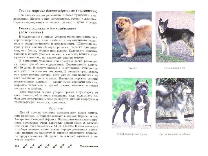 Усы, крылья, лапы и хвост