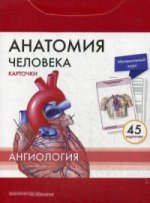 Анатомия человека: КАРТОЧКИ (45шт). Ангиология. Русские и латинские названия анатомических структур.