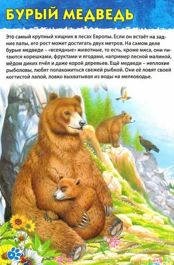 Животные мира. Первая энциклопедия дошкольника