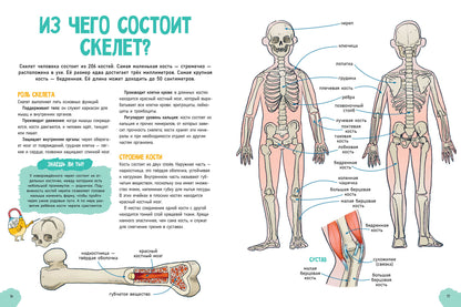 Удивительные энциклопедии. Невероятное тело человека/Валло Д.