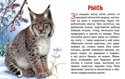 Карточки. Животные России ; Карточки. Животные России
