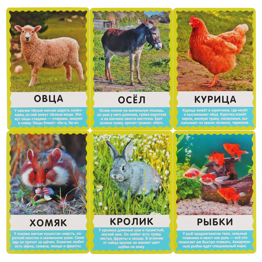 КАРТОЧКИ РАЗВИВАЮЩИЕ "УМНЫЕ ИГРЫ" ДОМАШНИЕ ЖИВОТНЫЕ. М. В. ДРУЖИНИНА. М.А. ЖУКОВА в кор.32шт
