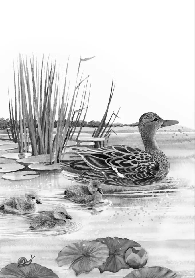 Каро.ИталЯз.АдаптЧт.Мир волшебных сказок на итал.я