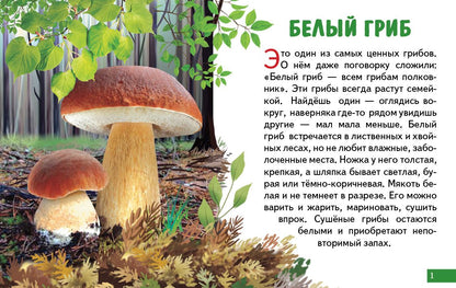 Карточки (европодвес). Грибы ; Карточки (европодвес). Грибы