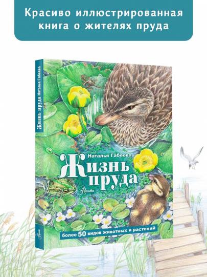 Жизнь пруда