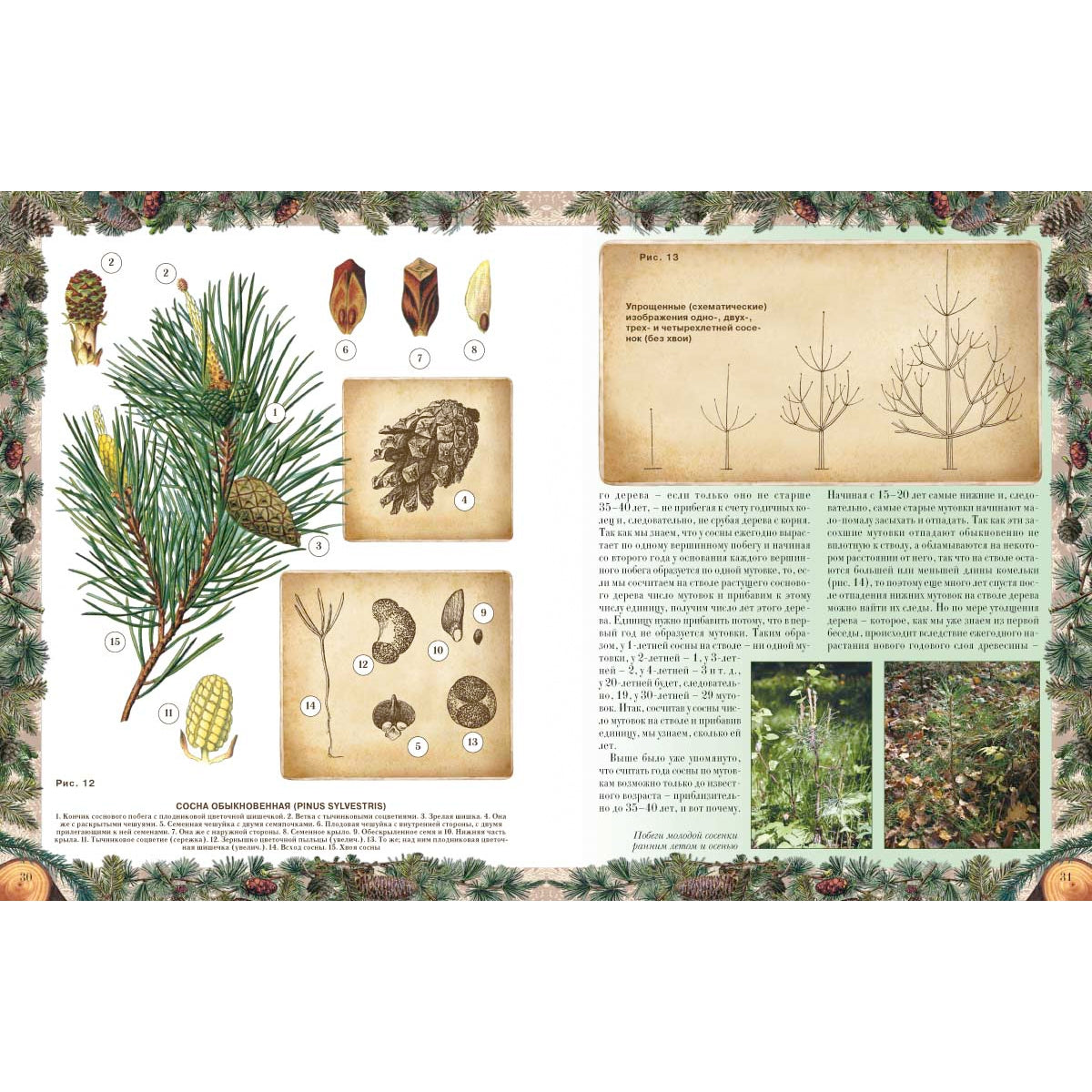 Беседы о русском лесе