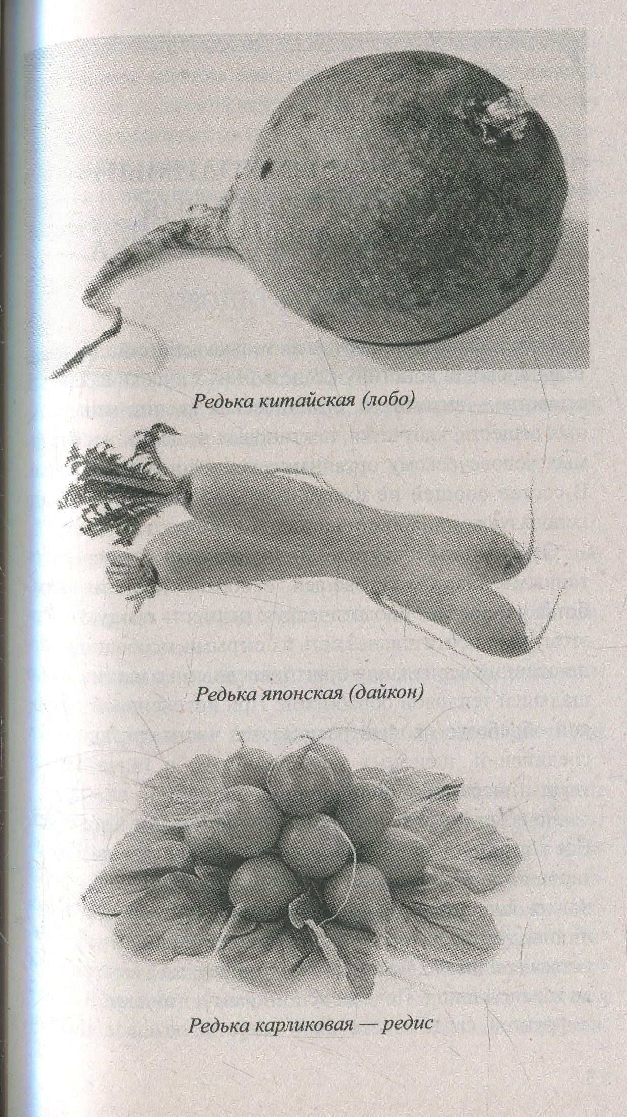 Редька. Мифы и реальность