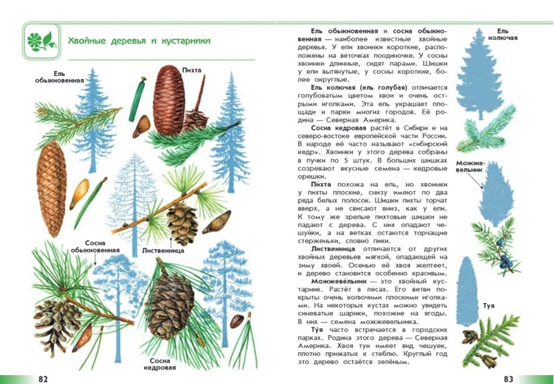 От земли до неба. Атлас-определитель: книга для учащихся начальных классов. 10-е изд., стер