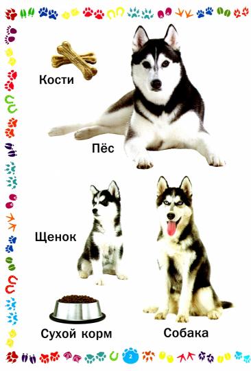 Животные и их детеныши. Книга для самых маленьких