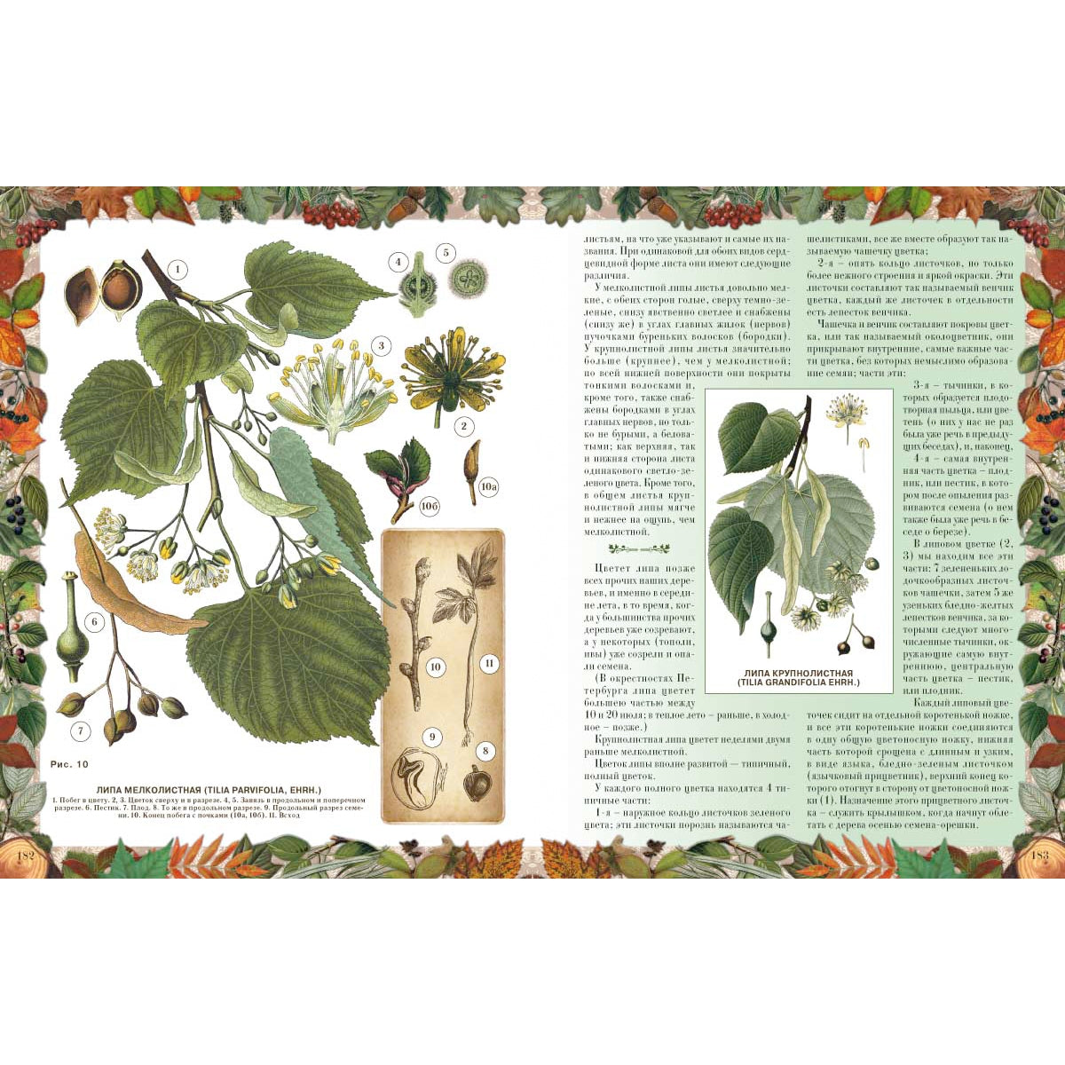 Беседы о русском лесе