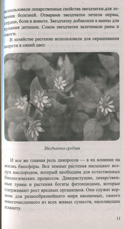 Сныть и мокрица. Мифы и реальность