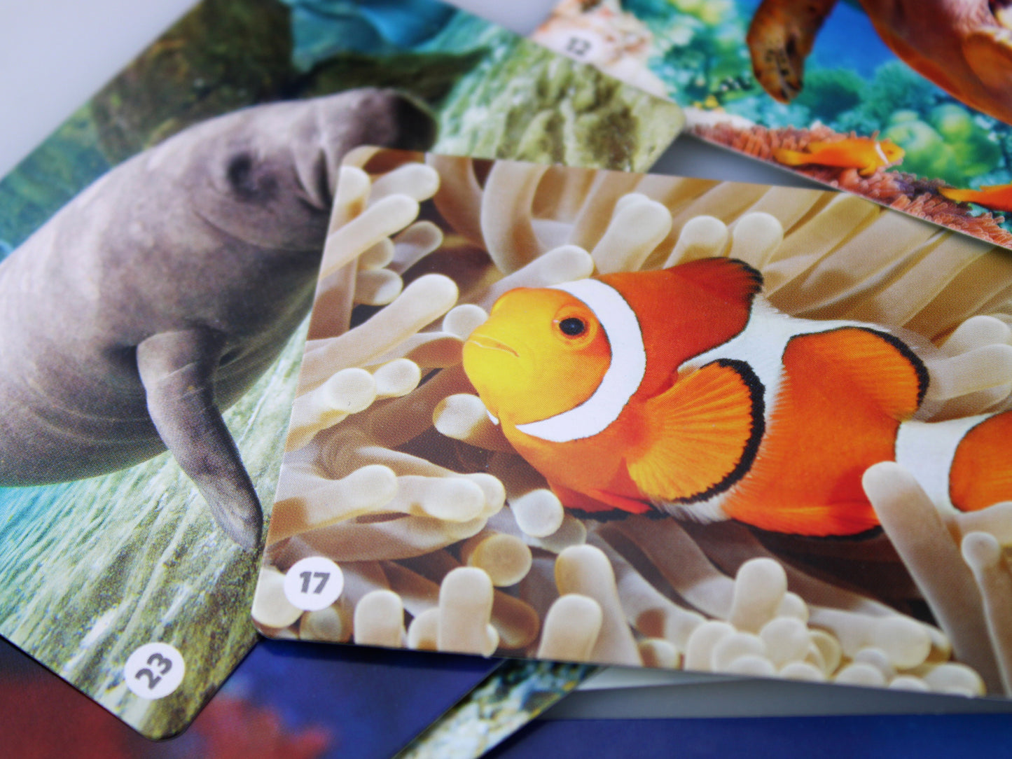Игра настольная МЕМО "Водный мир" (50 карточек)