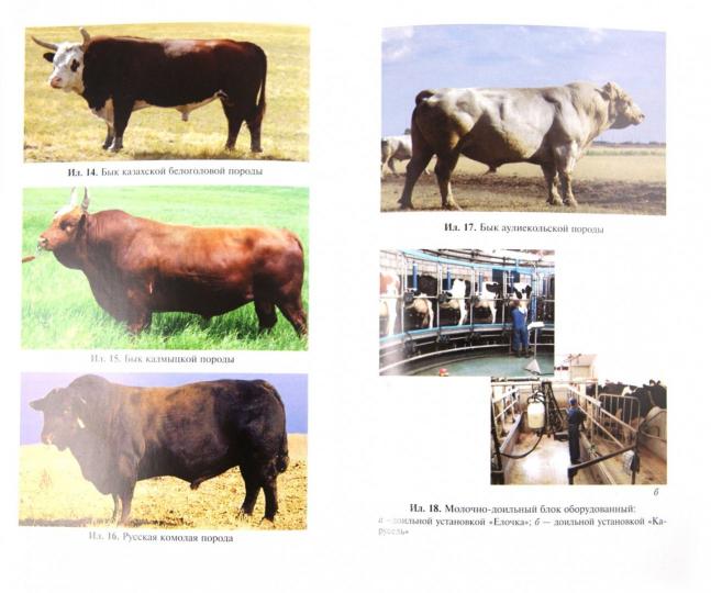 Производство молока и говядины в фермер.хозяйстве