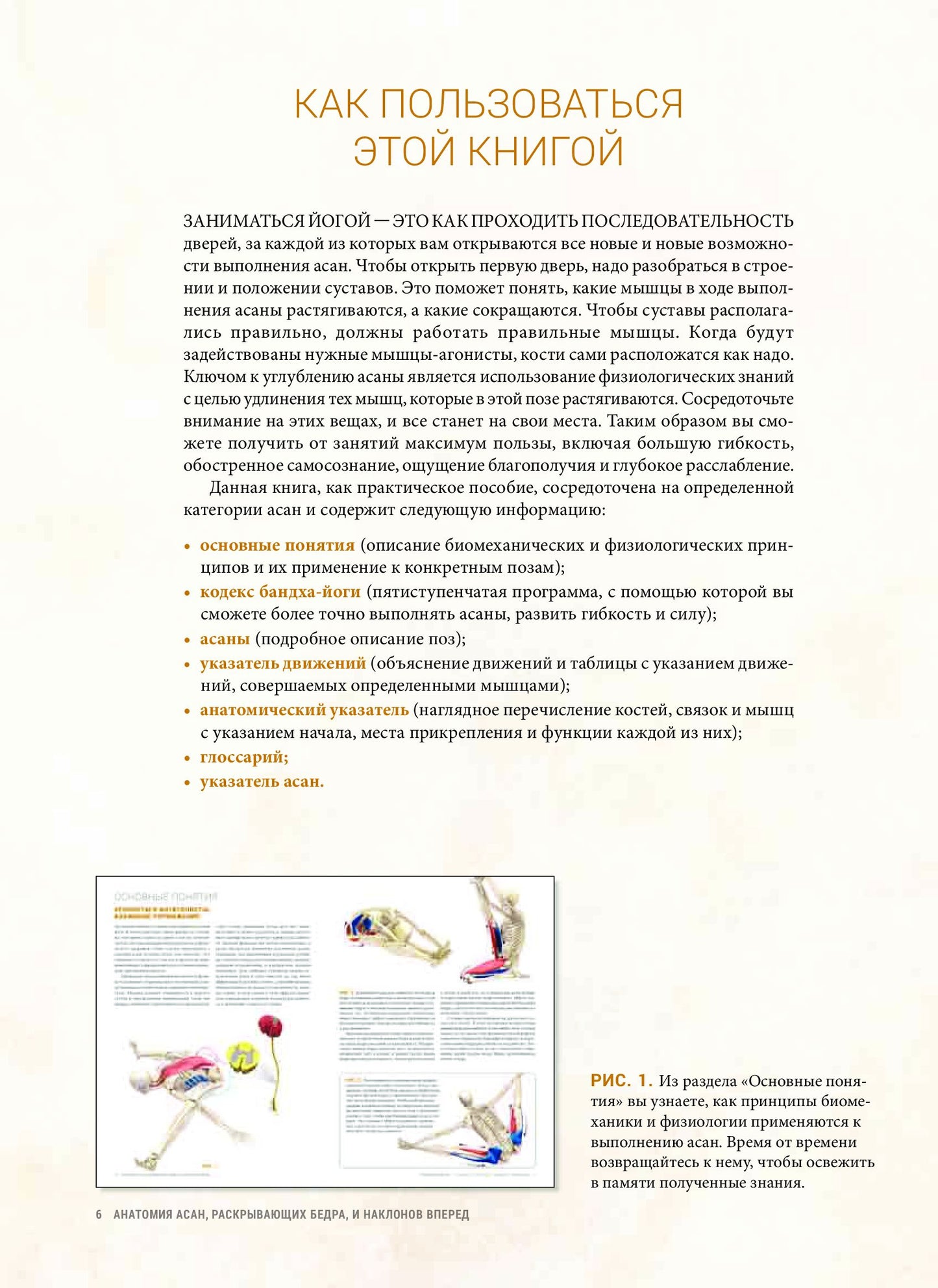 Анатомия асан, раскрывающих бедра, и наклонов вперед