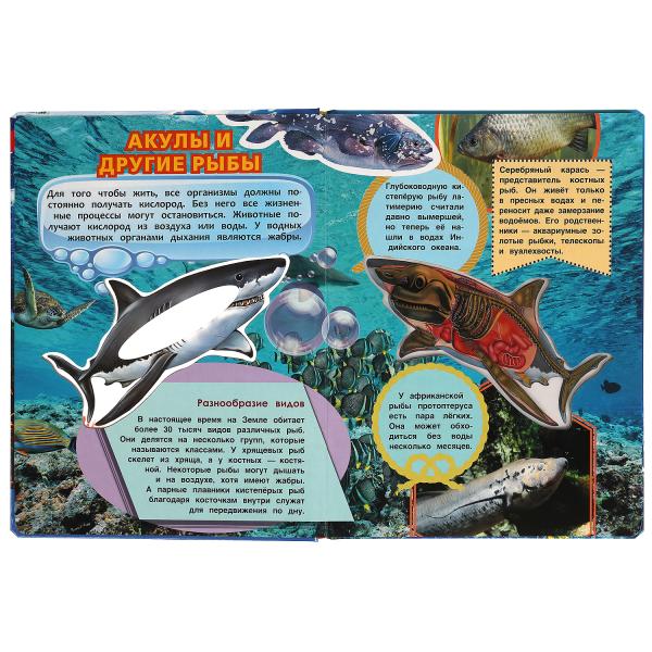 Акулы, энцикл. для детей (с вставками из прозр. пленки) 230х300мм 10стр Умка в кор.20шт