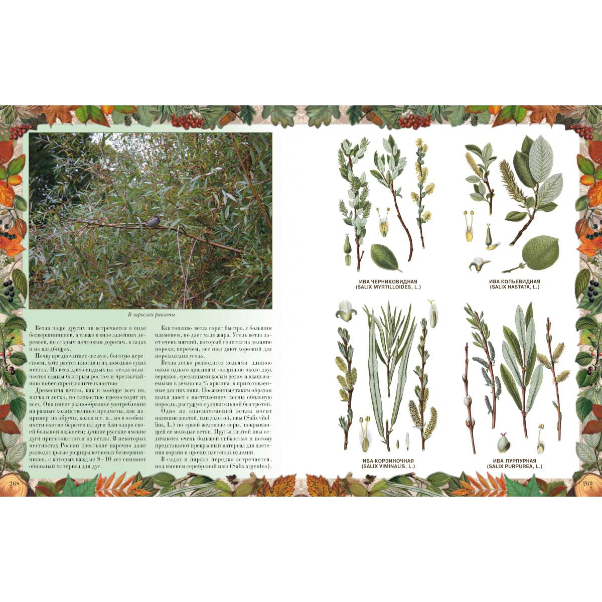 Беседы о русском лесе