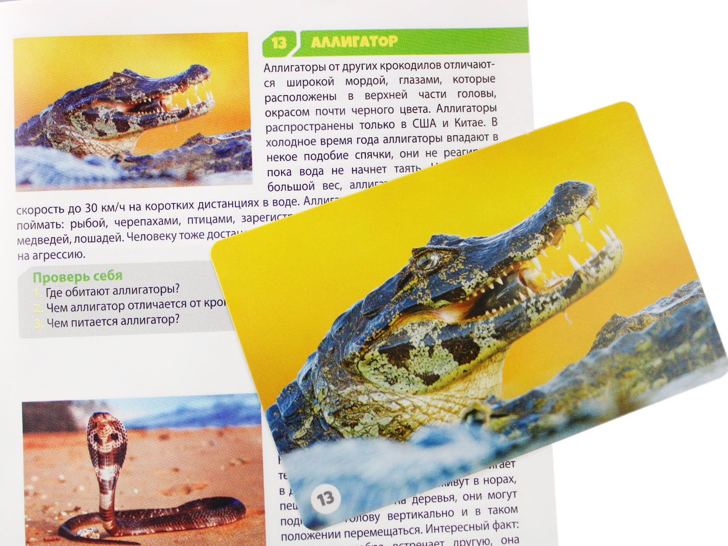 Игра настольная МЕМО "Обитатели земли" (50 карточек)
