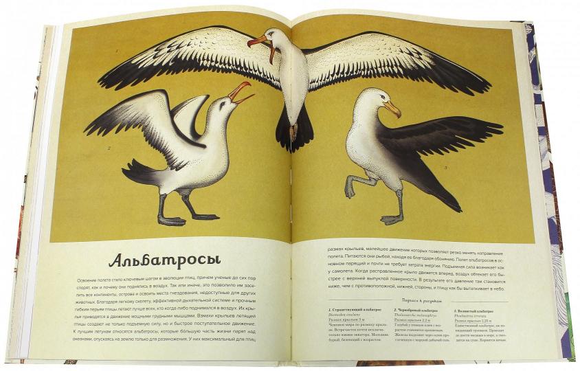 Анималиум