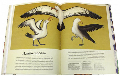 Анималиум