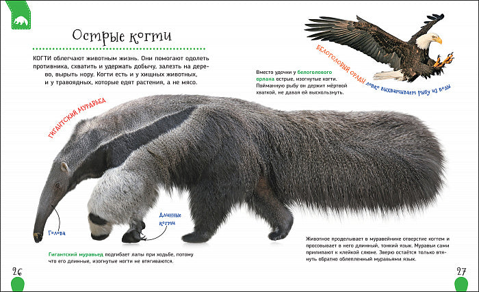 Удивительные животные (Первая энциклопедия)