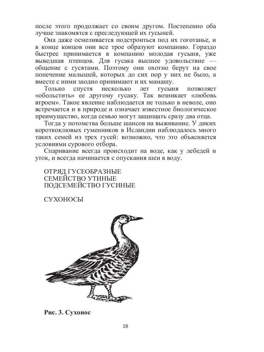 Такие знакомые птицы: гуси, лебеди, утки, куры, стрижи, совы, орлы, соколы